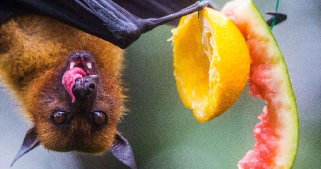 Funny names for bats