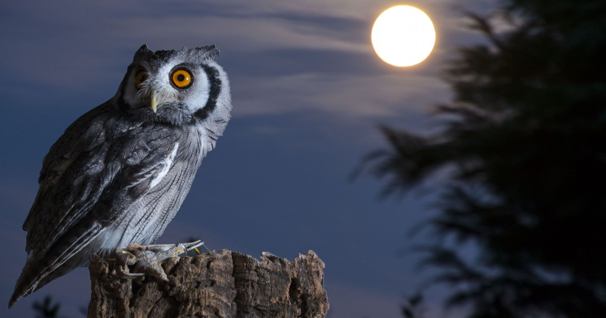 Funny owl names