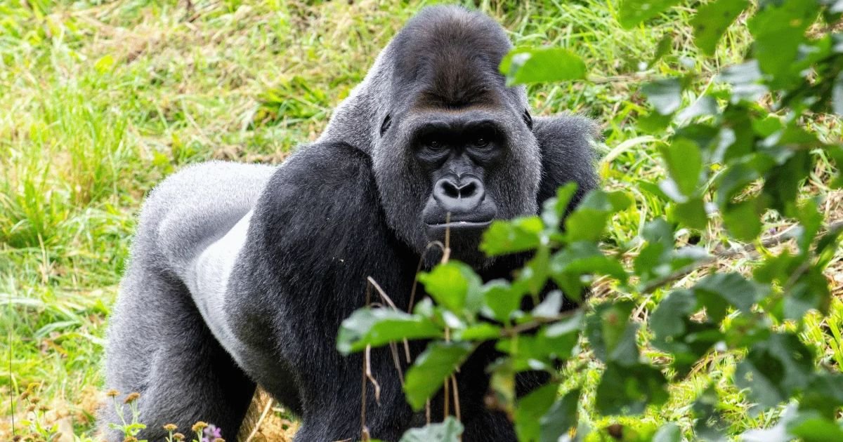 Gorilla names girl
