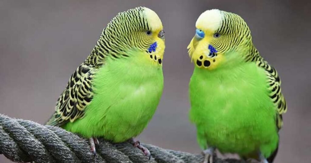 Green and yellow budgie names boy