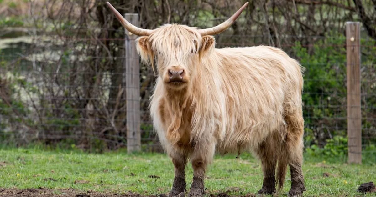 Highland cow names girl