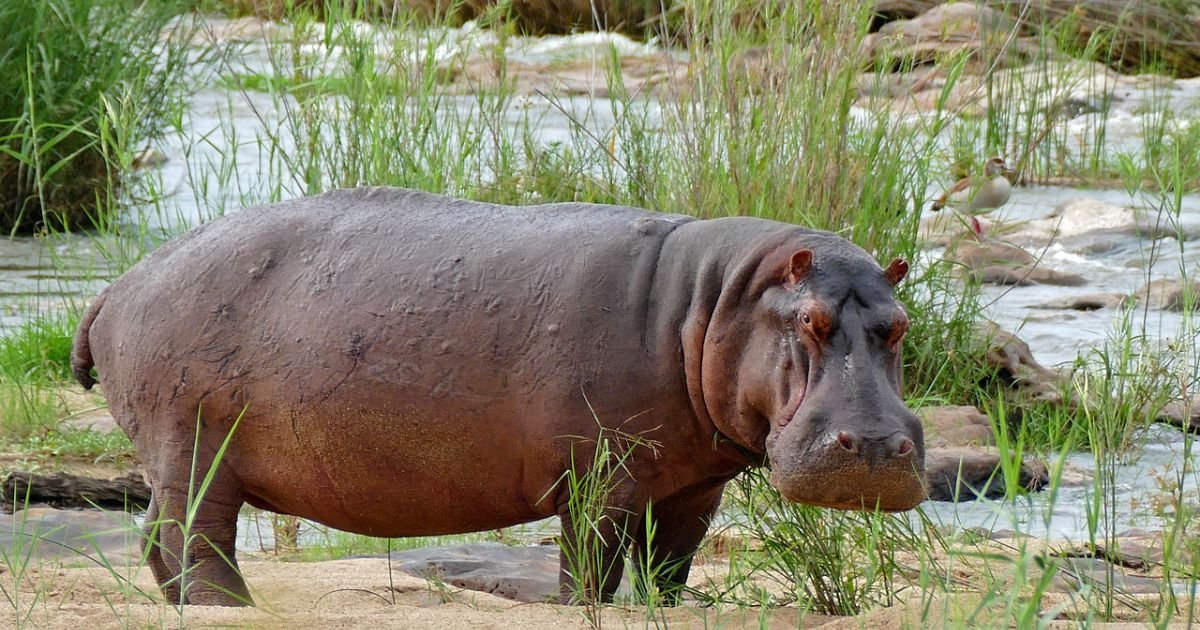 Hippopotamus names male