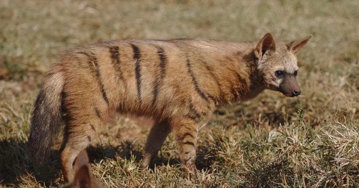 Hyena names from Lion King