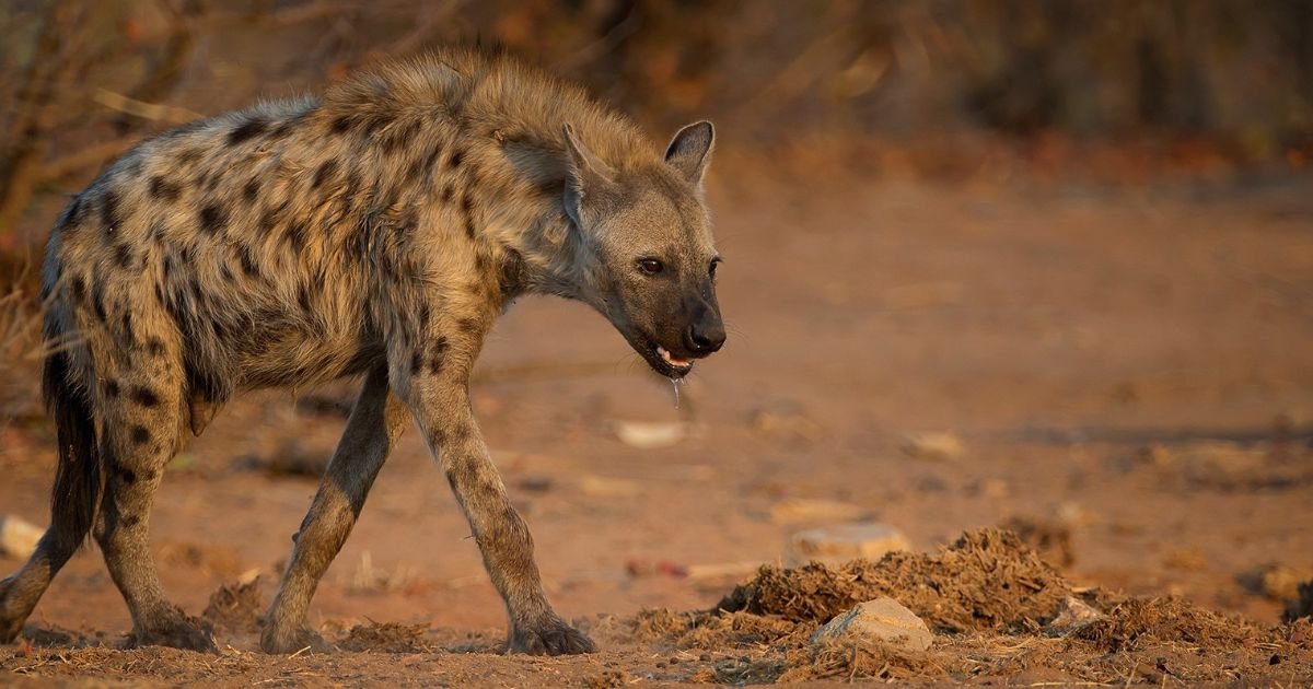 Hyena names girl