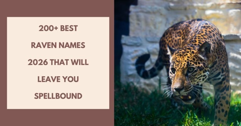 Jaguar Names