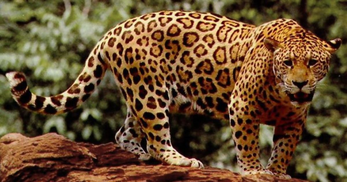 Jaguar names girl