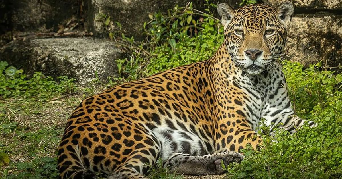 Jaguar names male