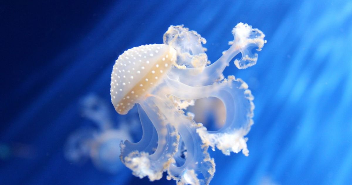 Jellyfish names girl