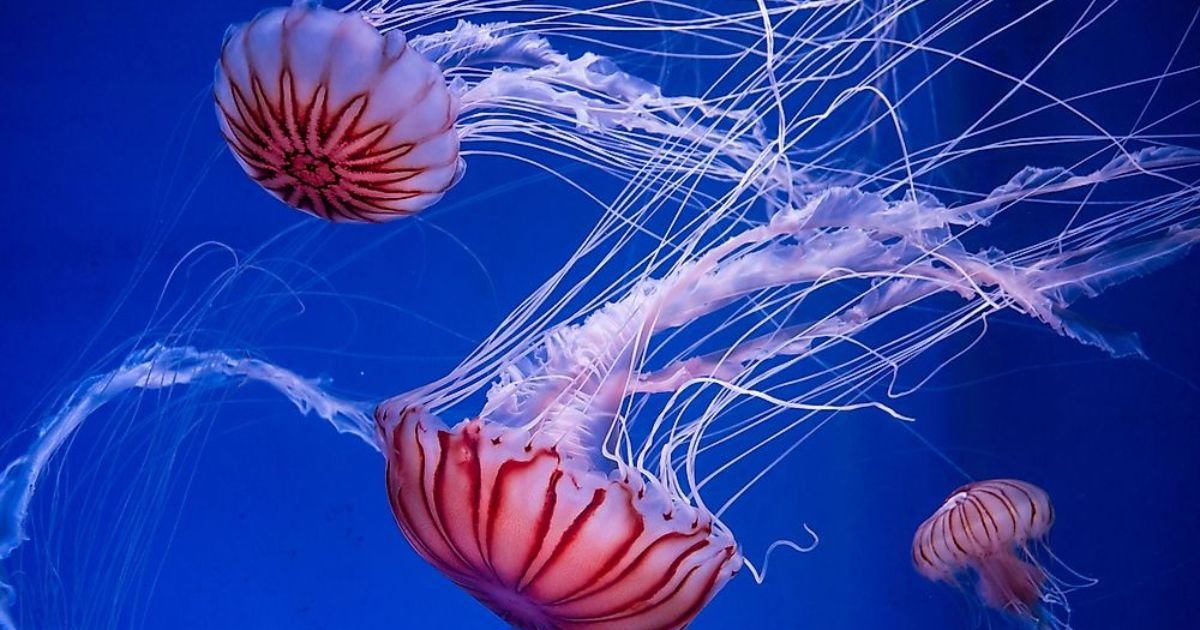 Jellyfish names pet