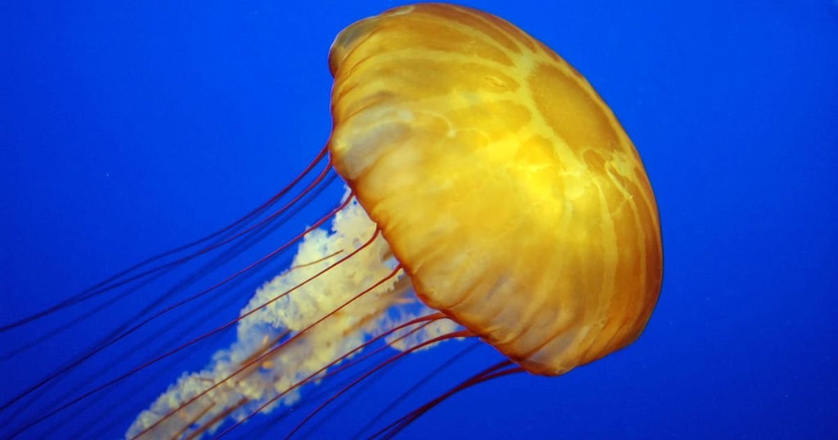 Jellyfish scientific name