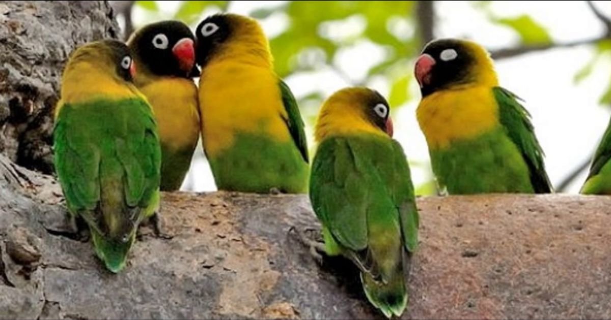 Love birds name style