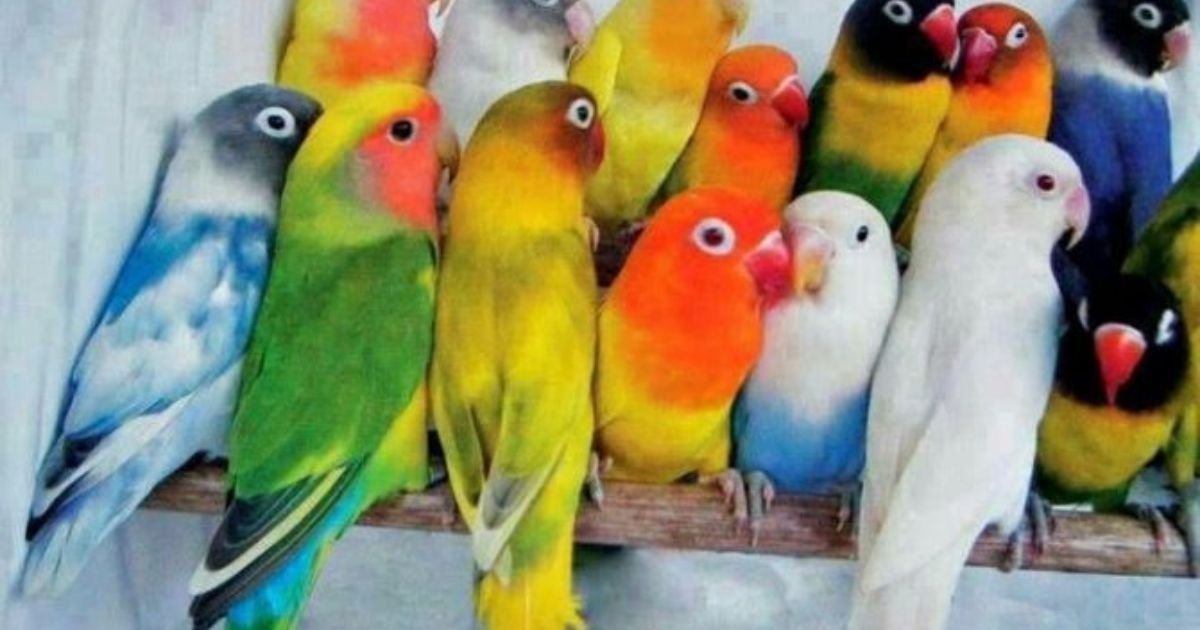 Lovebird names male