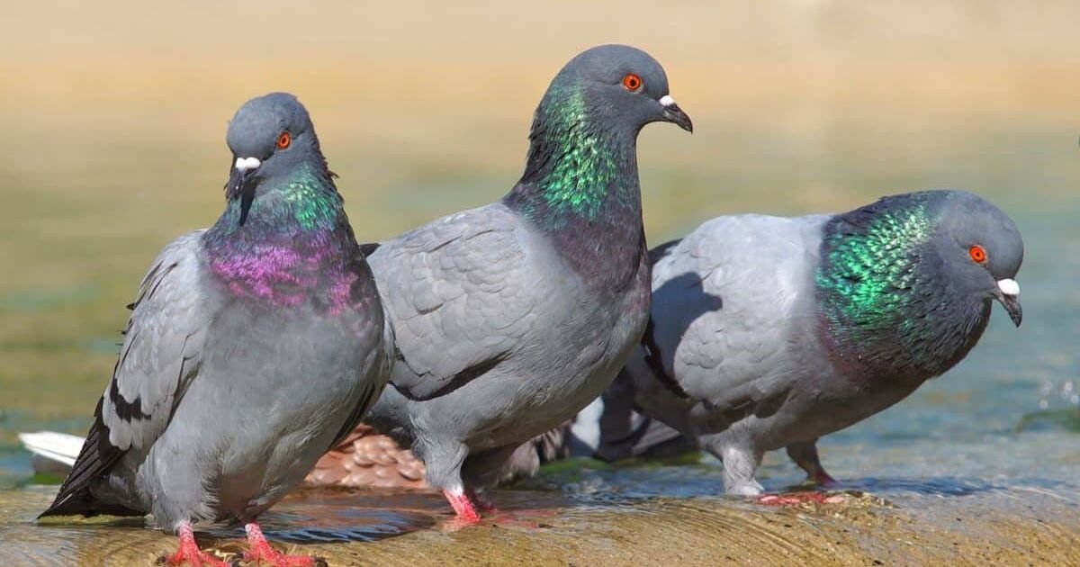 Male and female pigeon names