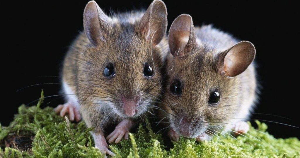 Mouse names male