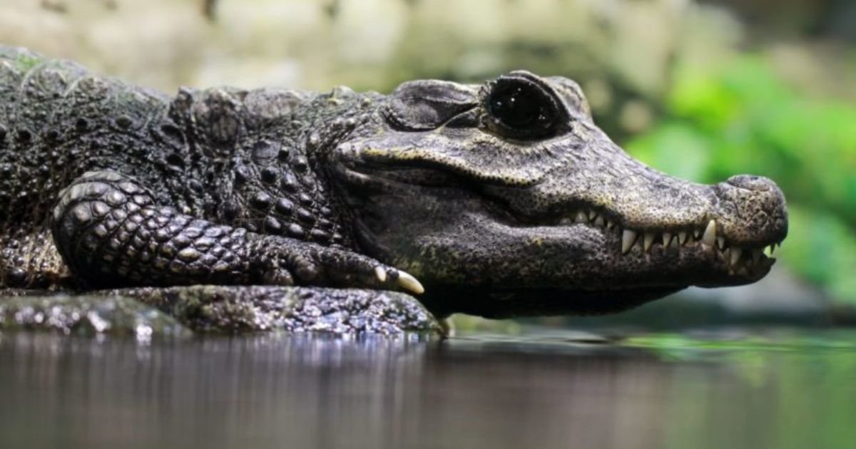 Mythical crocodile names