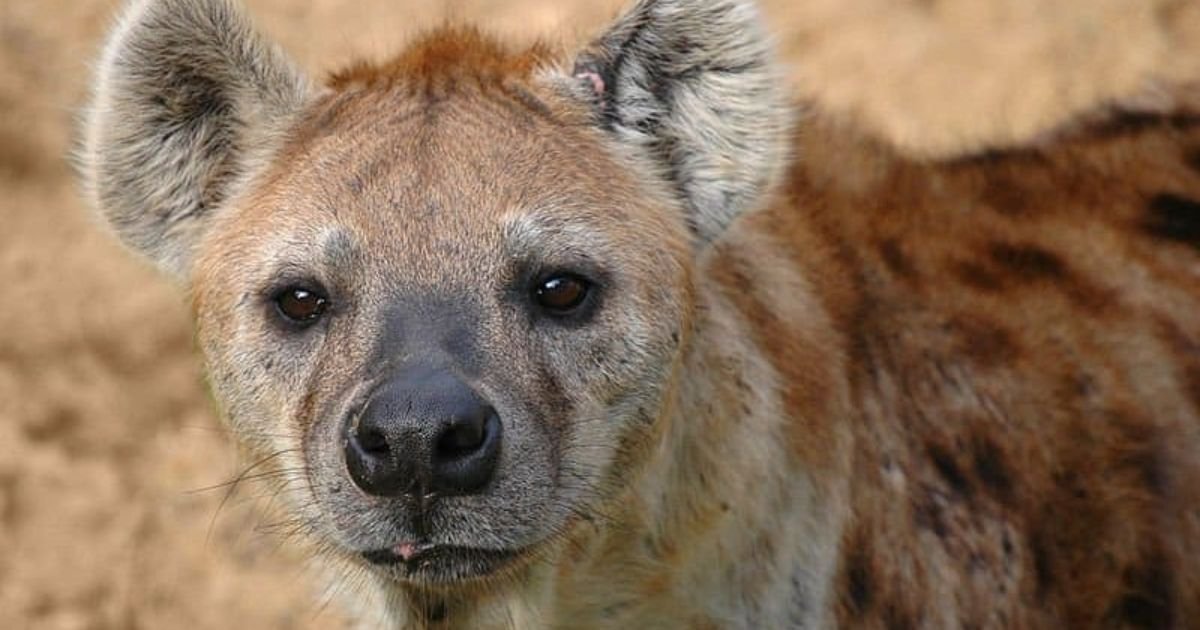 Names for Hyena Fursonas