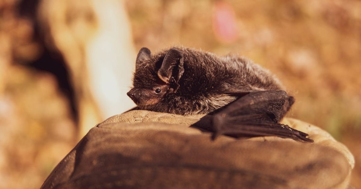 _Names for bats girl