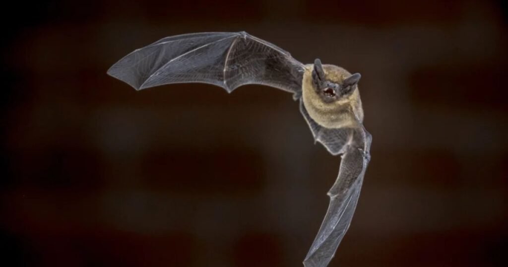 Names for bats male