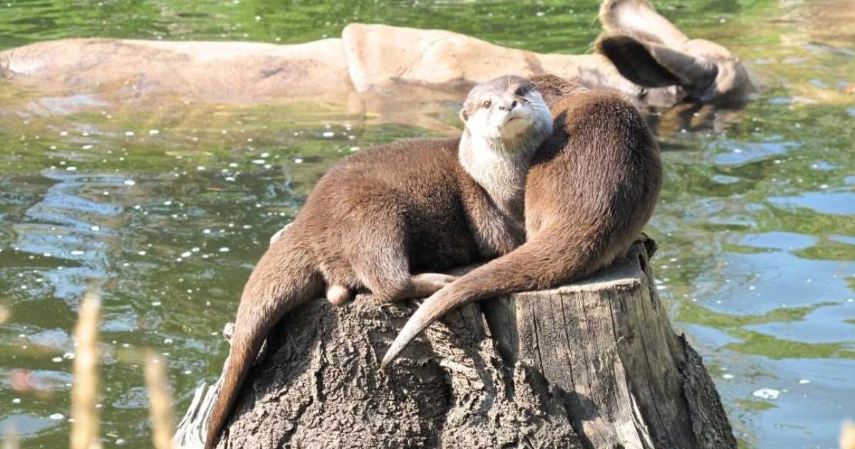 Otter names male