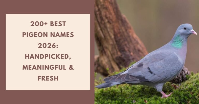 Pigeon Names