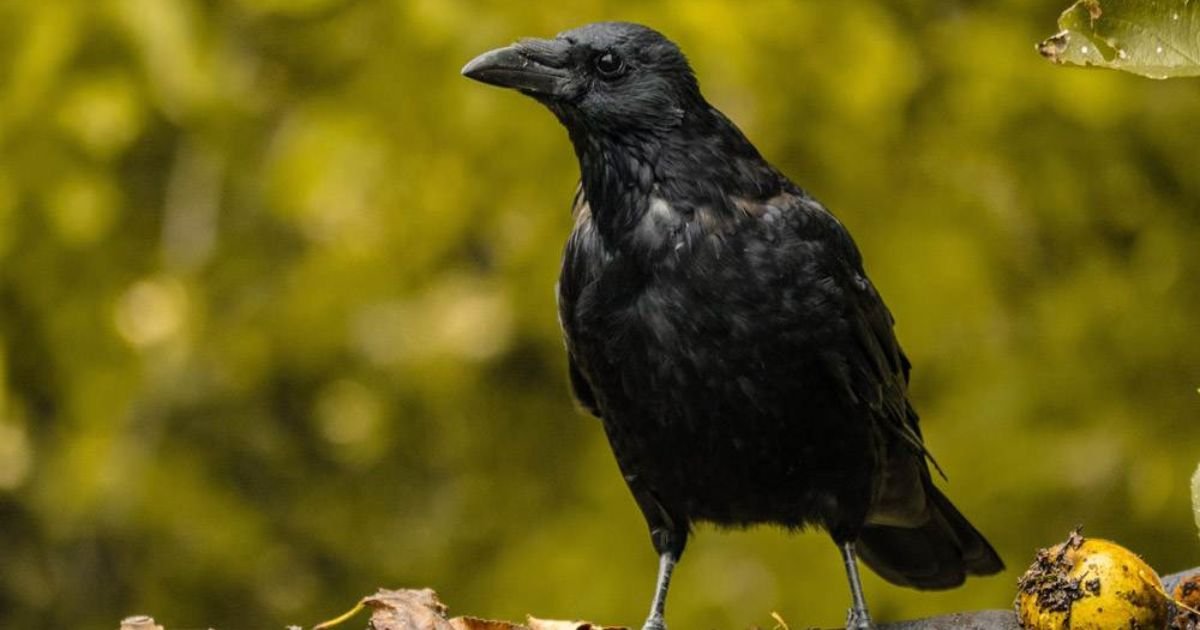 Raven names female