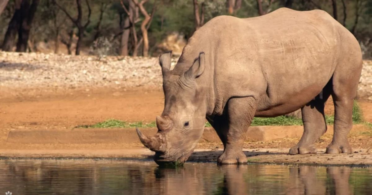 Rhino name Marvel