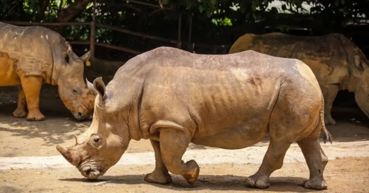 Rhino names girl