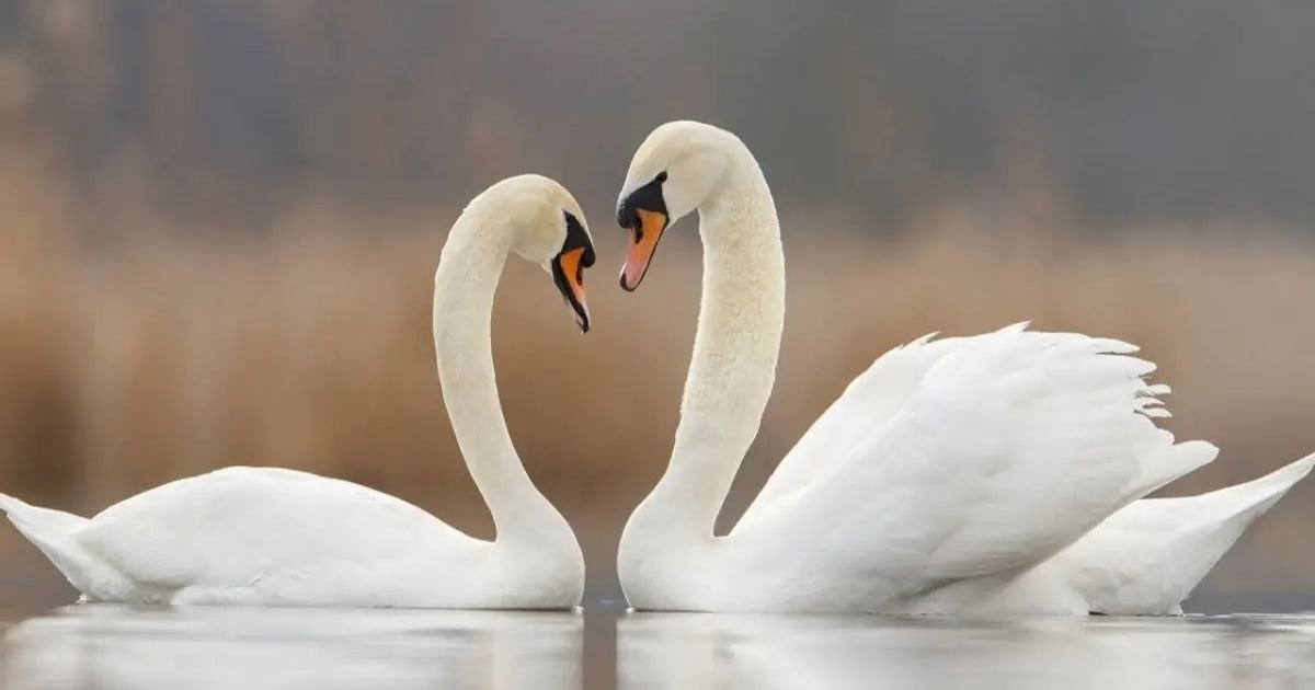 Swan female name meaning