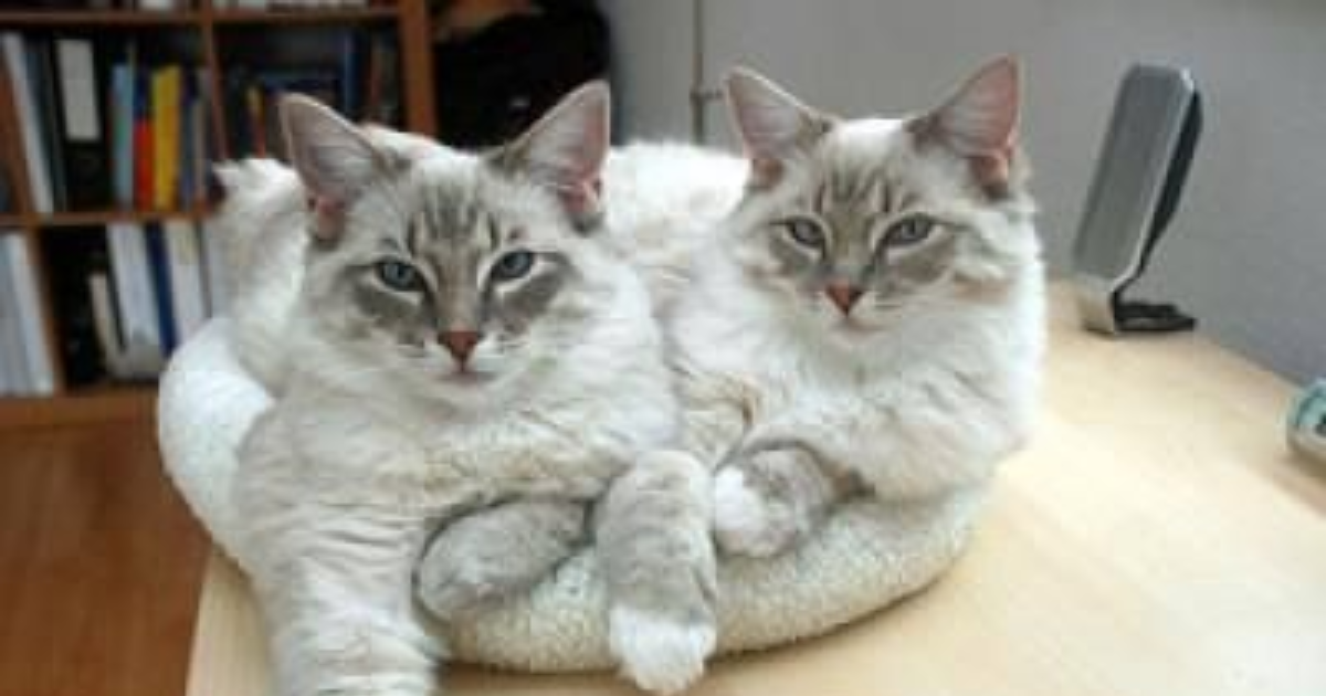 Twin cat Names Japanese