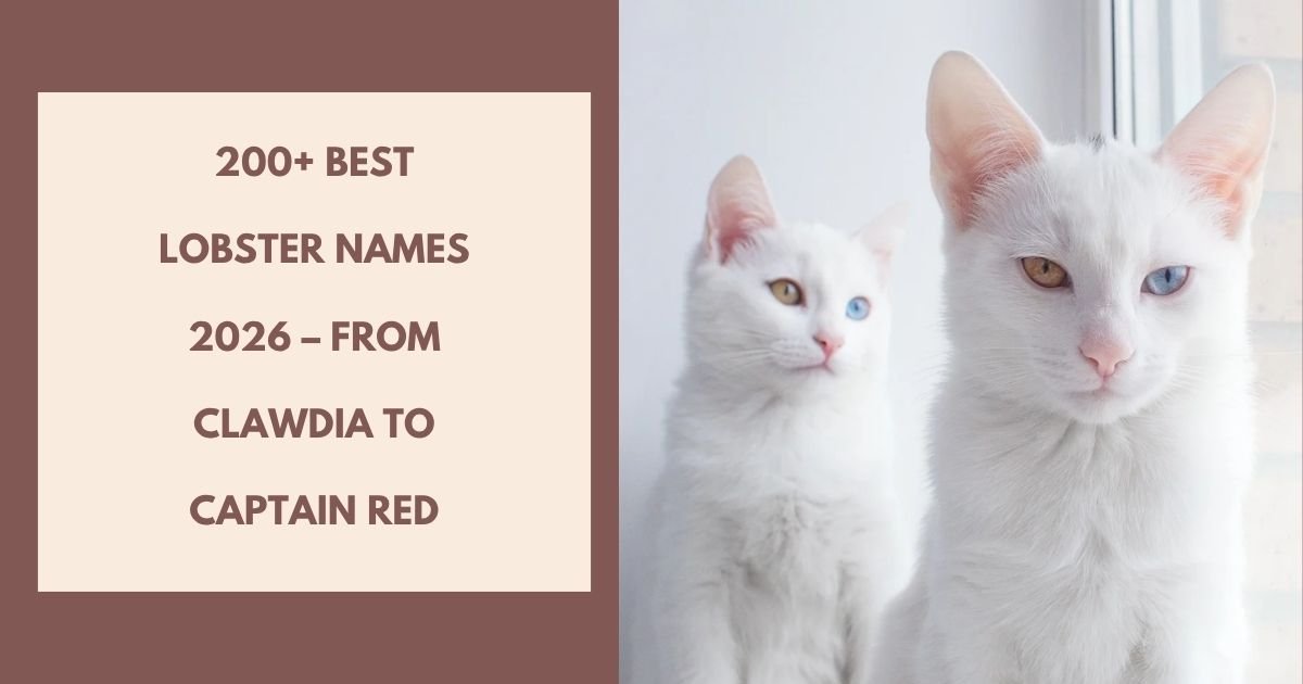 Twin cat names