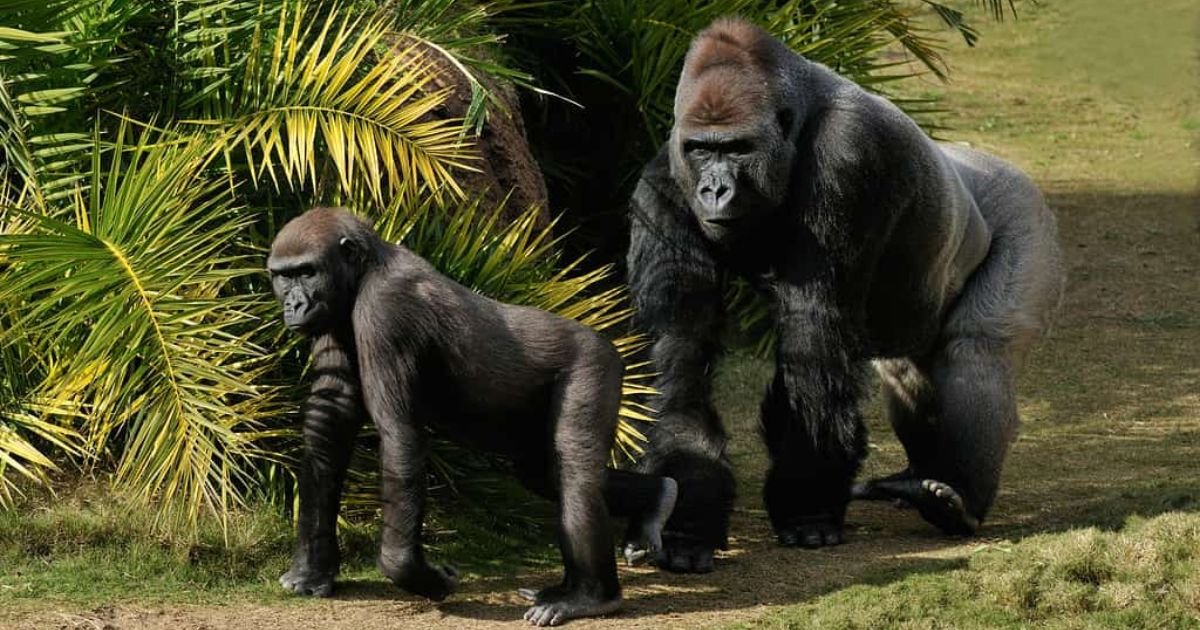 Unique Gorilla Names male