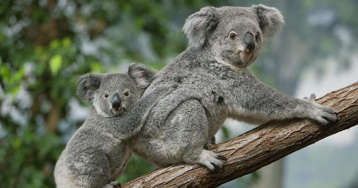Unique Koala names girl