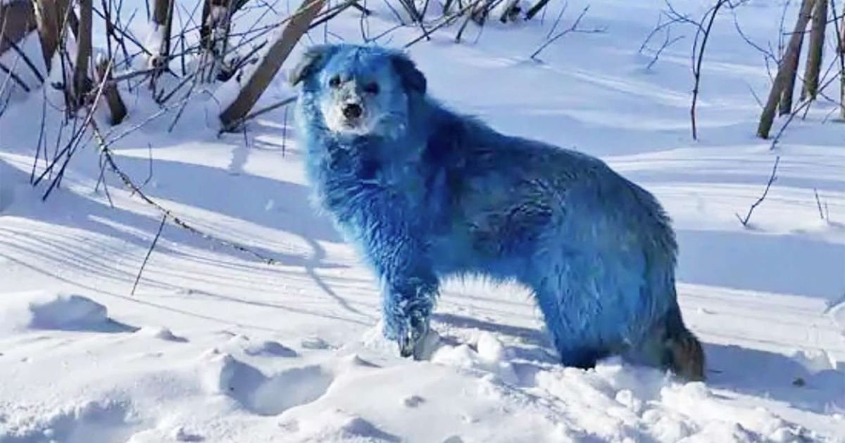 Unique blue dog names male