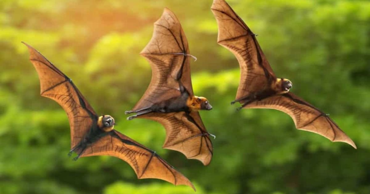 Unique names for bats