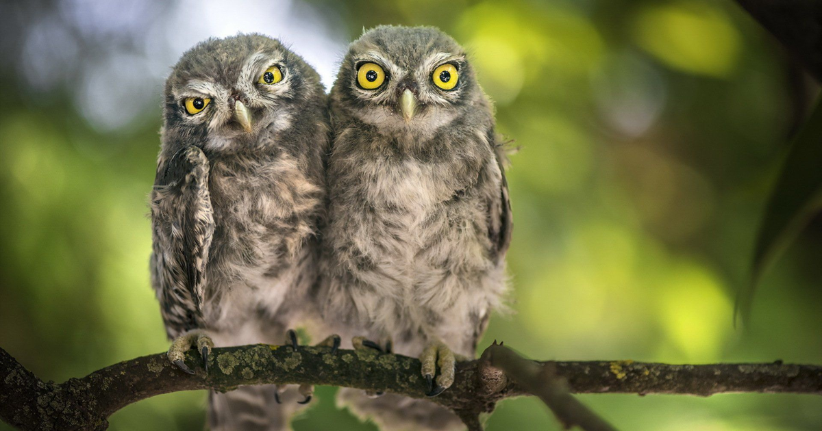 Unique owl names girl