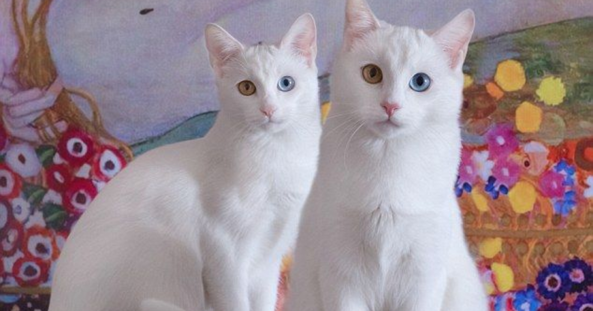 Unique twin cat names