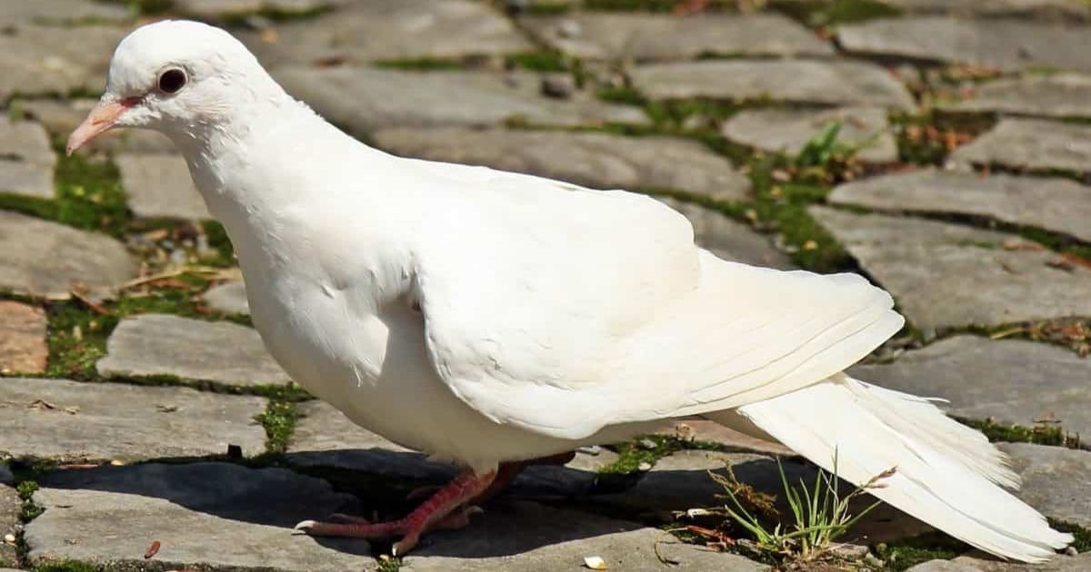 White pigeon names female
