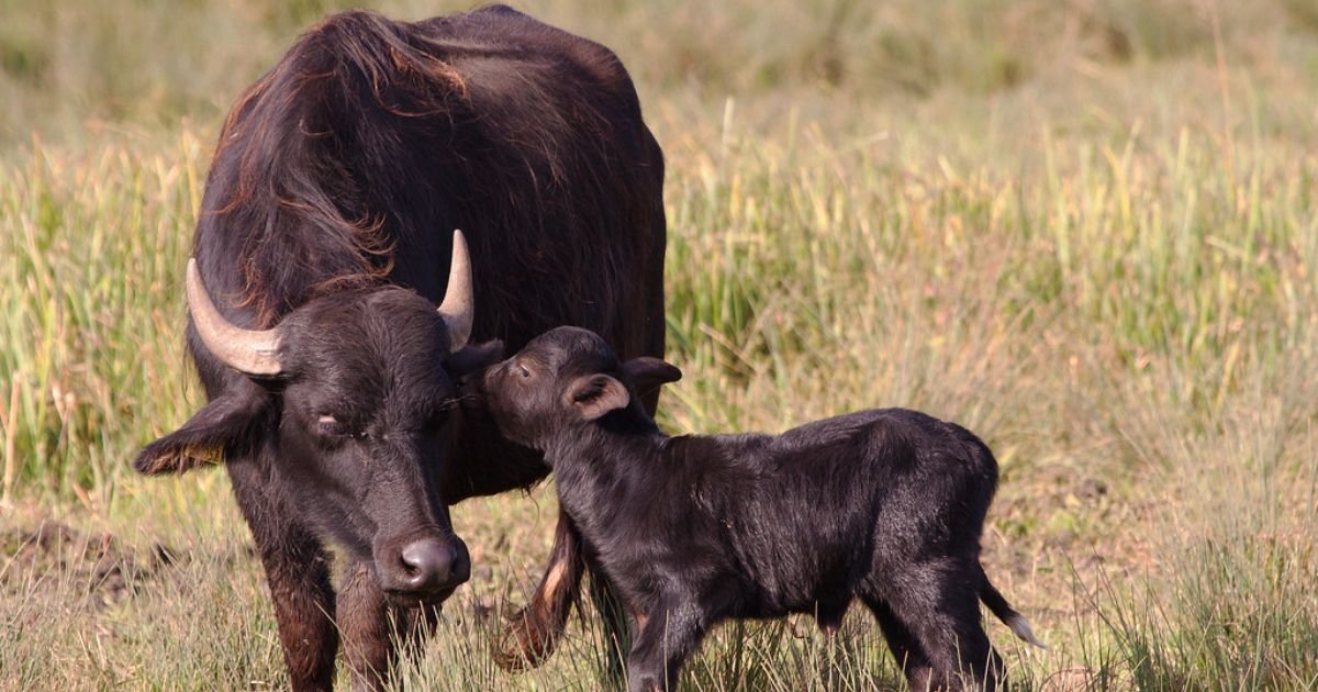 baby buffalo name meaning