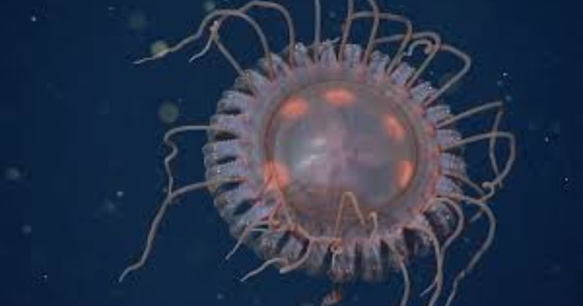 jellyfish names boy