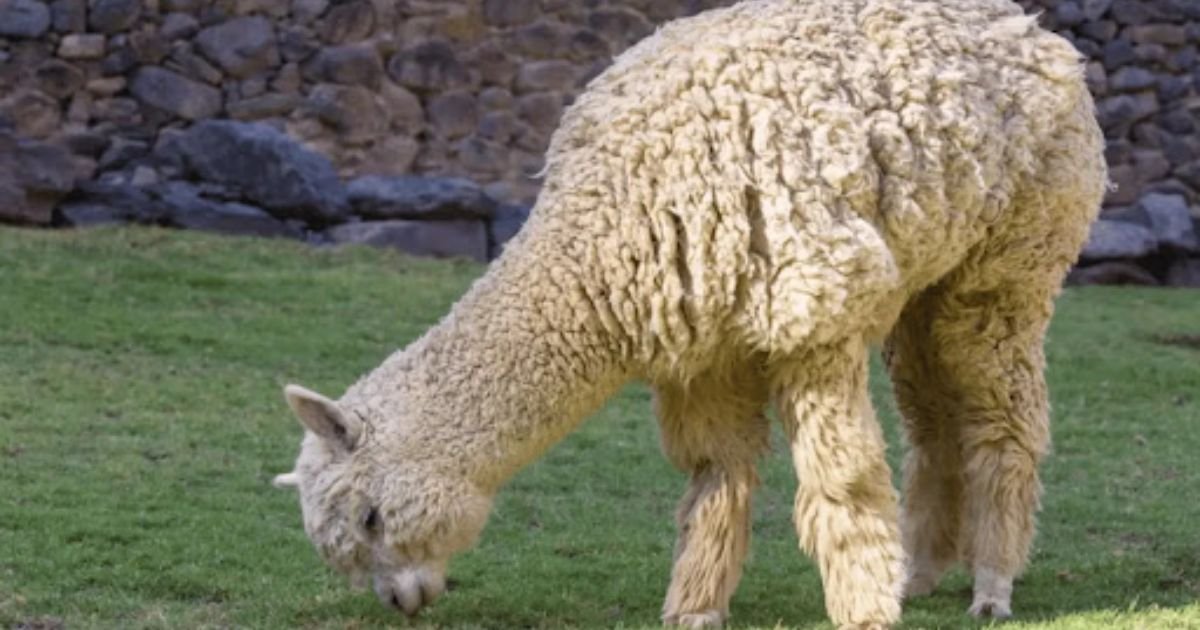 Funny Alpaca Names male