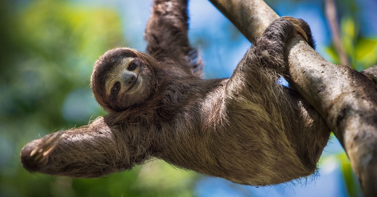 Funny sloth names