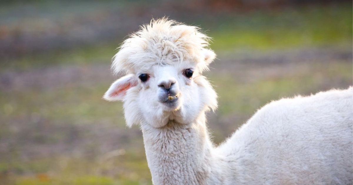 names for alpacas girl
